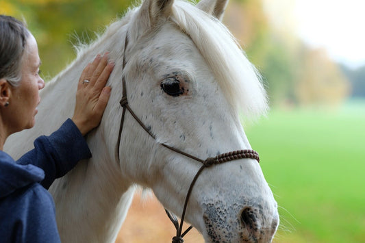 a women petting a white horse and communicating with the horse